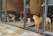 Apoyan organizaciones protectoras al Centro de Bienestar Animal de Saltillo, en lo que se habilita nuevo albergue de esa institución