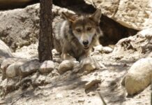 Cuestiona Sheinbaum plan de Trump sobre lobo mexicano