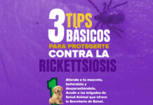 Emite Salud Coahuila recomendaciones para prevenir la rickettsiosis