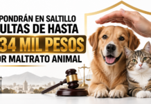 Impondrán en Saltillo multas de hasta 234 mil pesos por maltrato animal