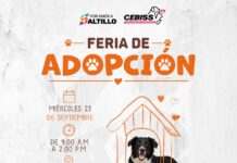 Invita Municipio a darles un hogar a los perritos; habrá Feria de Adopción