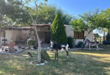 Llegan a su nuevo hogar los primeros 40 equinos retirados de la tracción en Torreón