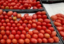 Temen que suba EU arancel al tomate mexicano