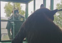 Exhorta Policía Ambiental a reforzar medidas de prevención ante avistamientos de osos negros en Derramadero