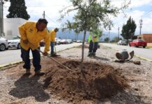 Fortalece Javier Díaz acciones de reforestación en vialidades de Saltillo