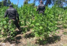 Hallan casi 100 mil plantas de mariguana en Tequila