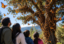 Este domingo ven con tu familia al Parque El Chapulín y celebra el Festival de la Migración de la Mariposa Monarca