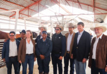 Reanuda México exportación de ganado en pie a Estados Unidos desde Puerto Palomas