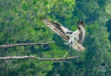 Captan un Águila Pescadora en la Ciudad Deportiva de Saltillo