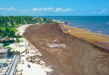 Niega Gobierno federal crisis en Tulum pese a desplome aéreo