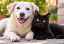 Reducen adopciones de perros y gatos negros y blancos por riesgo de uso en rituales